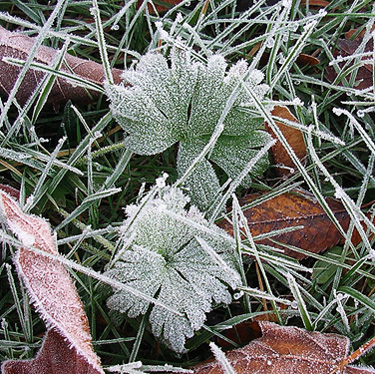 frost on ground plants, Whitehorse Trail 3 miles E of Oso, Snohomish County, Washington