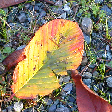 colorful fallen leaf, Whitehorse Trail 3 miles E of Oso, Snohomish County, Washington