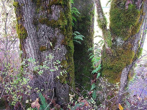 base of river bank maple tree, Whitehorse Trail 3 miles E of Oso, Snohomish County, Washington