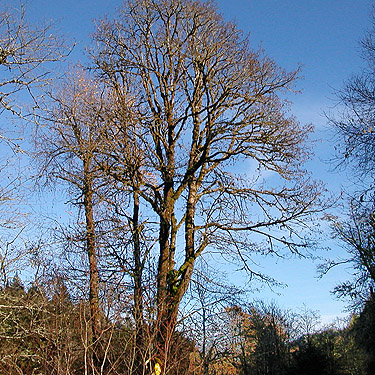 river bank bigleaf maple tree, Whitehorse Trail 3 miles E of Oso, Snohomish County, Washington