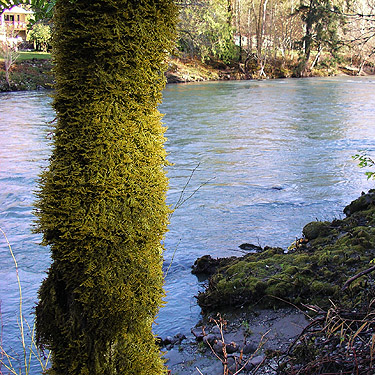 moss on cottonwood trunk, Whitehorse Trail 3 miles E of Oso, Snohomish County, Washington