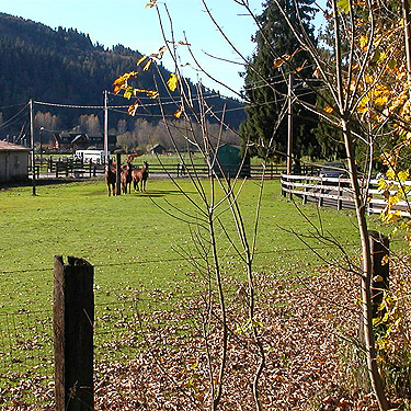 roadside farm between Cicero and Ramstad Road, Snohomish County, Washington