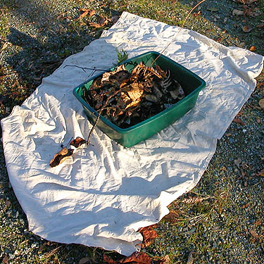 Rod's sifter full of good leaf litter, Whitehorse Trail 3 miles E of Oso, Snohomish County, Washington