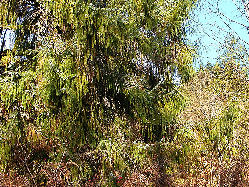 sitka spruce tree with drooping branches, Whitehorse Trail 3 miles E of Oso, Snohomish County, Washington