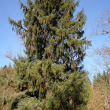 sitka spruce tree with drooping branches, Whitehorse Trail 3 miles E of Oso, Snohomish County, Washington