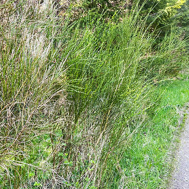 Scots broom foliage, Skykomish Resources track off Evans Road, south Lewis County, Washington