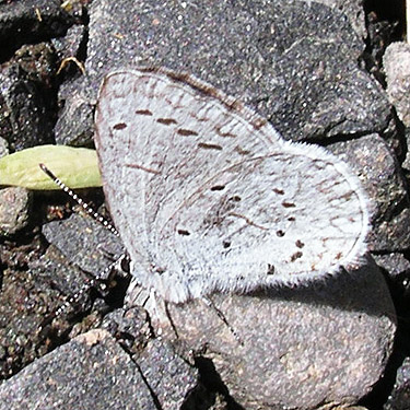 Celastrina butterfly, Otter Creek at Evans road, south Lewis County, Washington