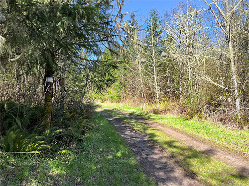 Skykomish Resources track off Evans Road, south Lewis County, Washington