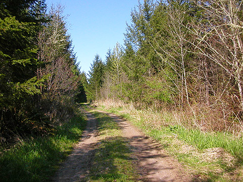 Skykomish Resources track off Evans Road, south Lewis County, Washington