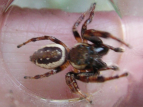 male jumping spider Eris militaris, dorsal, Otter Creek at Evans road, south Lewis County, Washington