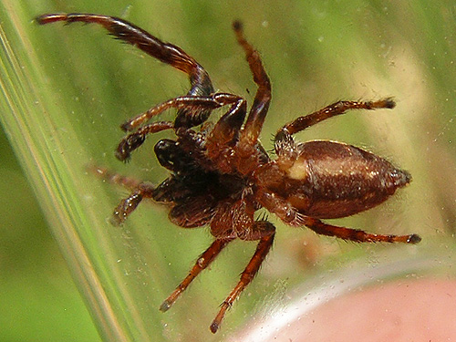 ventral view of male jumping spider Eris militaris, Otter Creek at Evans road, south Lewis County, Washington