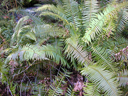 sword fern understory, Otter Creek at Evans road, south Lewis County, Washington