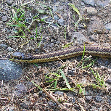 front of garter snake, Skykomish Resources track off Evans Road, south Lewis County, Washington