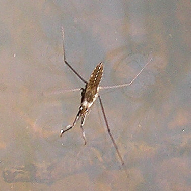 Gerris water strider, Otter Creek at Evans road, south Lewis County, Washington