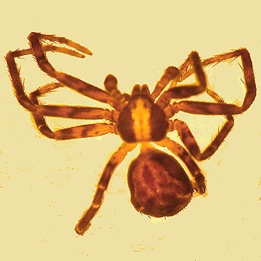 juvenile crab spider Philodromus josemitensis, Otter Creek at Evans road, south Lewis County, Washington