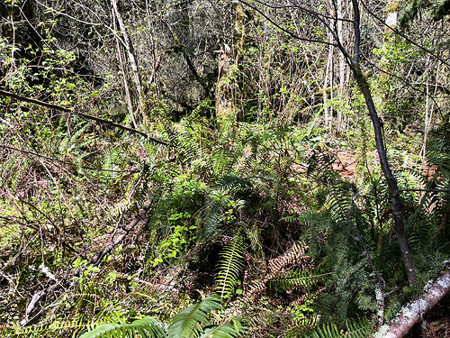 jungly forest edge, Otter Creek at Evans road, south Lewis County, Washington