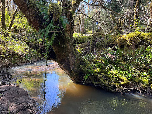 mossy tree leaning over Otter Creek at Evans road, south Lewis County, Washington