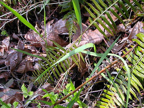 maple leaf llitter, Otter Creek at Evans road, south Lewis County, Washington
