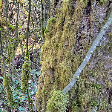 tree trunk moss, Otter Creek at Evans road, south Lewis County, Washington