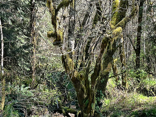 tree trunk moss, Otter Creek at Evans road, south Lewis County, Washington