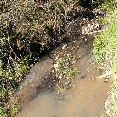 turbid Otter Creek at Evans road, south Lewis County, Washington