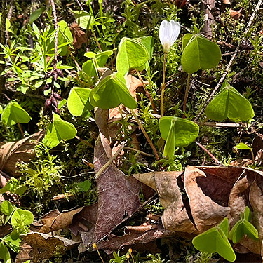 Oxalis oregana "asleep", Otter Creek at Evans road, south Lewis County, Washington