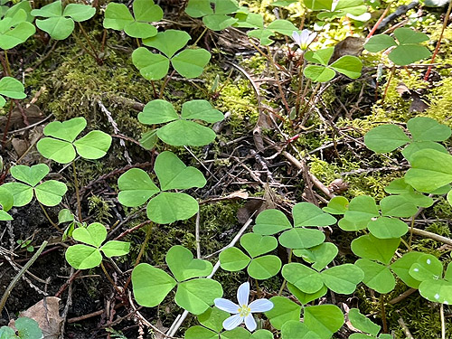 Oxalis oregana "awake", Otter Creek at Evans road, south Lewis County, Washington