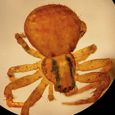 female crab spider Ozyptila pacifica, Otter Creek at Evans road, south Lewis County, Washington