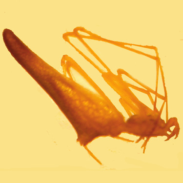 Rhomphaea fictilium spider from conifer foliage, Skykomish Resources track off Evans Road, south Lewis County, Washington