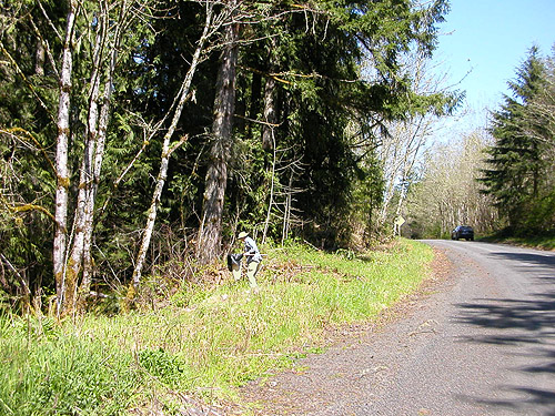 grassy roadside, Otter Creek at Evans road, south Lewis County, Washington