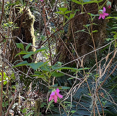 salmonberry flowers, Otter Creek at Evans road, south Lewis County, Washington