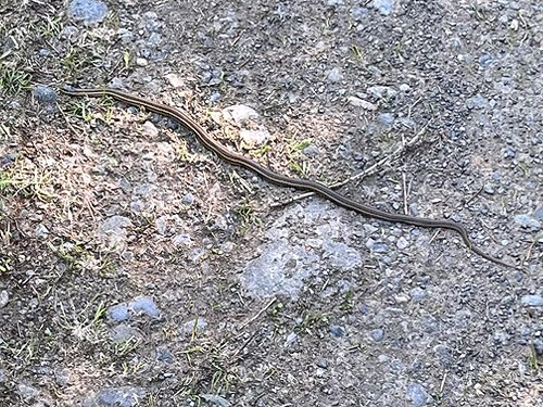slender garter snake, Skykomish Resources track off Evans Road, south Lewis County, Washington