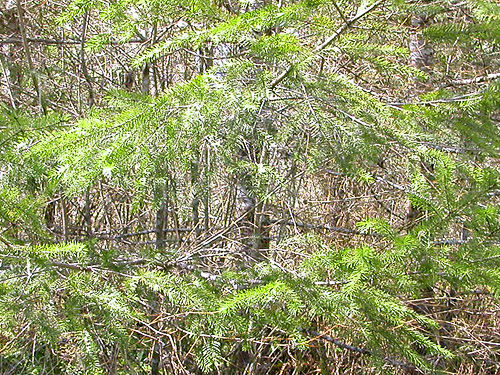 sparseness of Douglas-fir foliage, Skykomish Resources track off Evans Road, south Lewis County, Washington