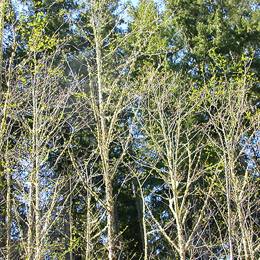 alder coming into leaf, Otter Creek at Evans road, south Lewis County, Washington