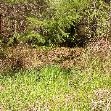 grassy verge on Skykomish Resources track off Evans Road, south Lewis County, Washington