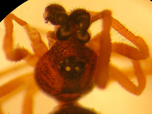 male spider Crustulina sticta from Evergreen Cemetery near Packwood, Washington