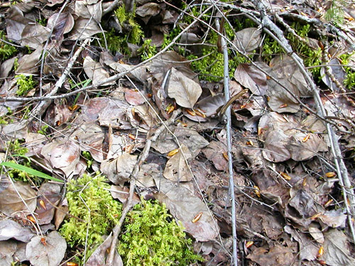 cottonwood leaf litter, Skate Creek Park near Packwood, Washington