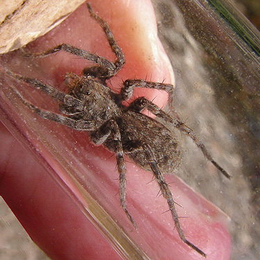 juvenile wolf spider Pardosa lowriei, Skate Creek Park near Packwood, Washington