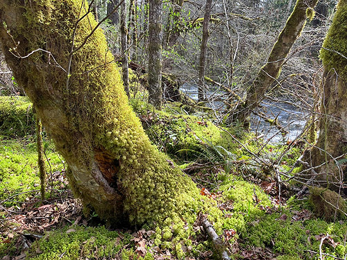 cottonwood-trunk moss, Skate Creek Park near Packwood, Washington