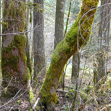 mossy tree, Skate Creek Park near Packwood, Washington
