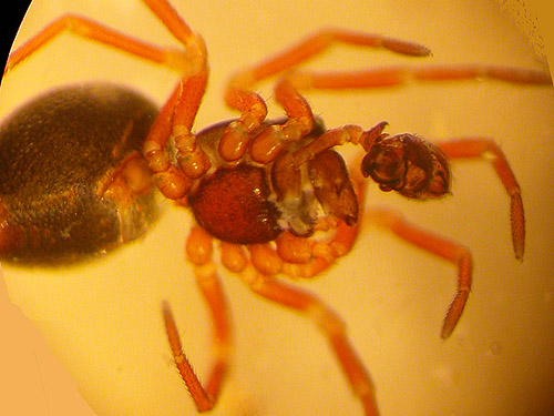 male Ceratinella spider from litter, Skate Creek Park near Packwood, Washington