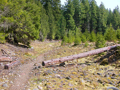 trail through gravel bar of the past, Skate Creek Park near Packwood, Washington