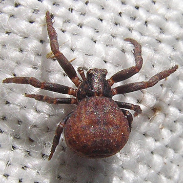 juvenile female Ozyptila spider from Skate Creek Park near Packwood, Washington