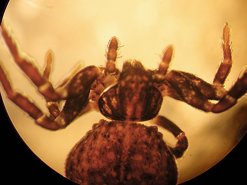 juvenile female Ozyptila spider from Skate Creek Park near Packwood, Washington