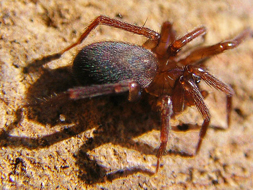 Cicurina pusilla spider from under gravel bar rock, Skate Creek Park near Packwood, Washington