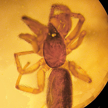 hitherto unknown male segestriid spider from Skate Creek Park near Packwood, Washington