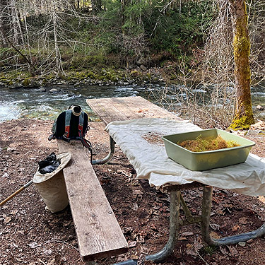 Laurel's sifting setup, Skate Creek Park near Packwood, Washington