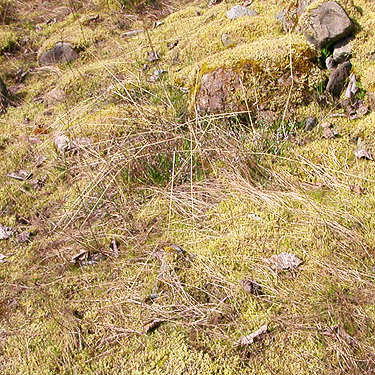 sparse field layer, but productive, Skate Creek Park near Packwood, Washington
