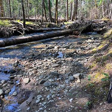 stream bank, Skate Creek Park near Packwood, Washington