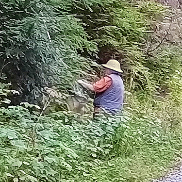 Rod beating western hemlock foliage, Road 4065 above Palmer Creek, east central Snohomish County, Washington